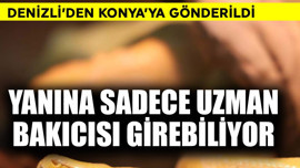 Denizli'de el konuldu! Konya'ya kadar özel bir kutuda götürüldü sadece bakıcısı görüyor