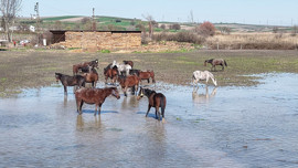 Milyonluk yarış atlarının olduğu bölgede iç burkan manzara