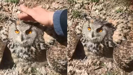 Doğada buldu, "fıstık" diyerek sevdi! Ama çok tehlikeli bir yırtıcı