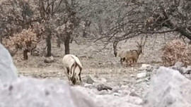 Malatya'da sürü halinde ortaya çıktılar
