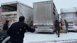 Erzincan'da 200 hayvan açlıktan telef oluyordu