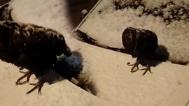 Tokat'ta kümese girmeyen tavuğun yaptığı hareket herkesi şaşırttı