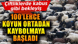 Çiftliklerde kabus gibi bekleyiş! 100'lerce koyun ortadan kaybolmaya başladı