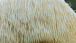 Doğada nadiren görülüyordu! Ormanda buldu, evin balkonunda yapıp 3 bin TL'den satıyor