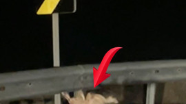 Çanakkale'de gece gece hayret ettiren görüntü! 2 hayvanı o halde görenler şaşırdı