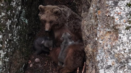 Tunceli’de belgeselleri aratmayan görüntü