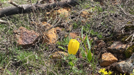 Doğada görürseniz sakın dokunmayın! 700.000 TL cezası var