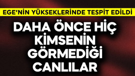 Ege'nin yükseklerinde tespit edildi! Tam 8 tane! Daha önce görülmemiş canlılar