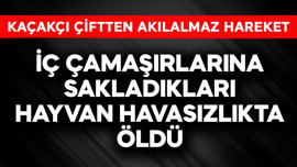 Kaçakçı çiftten akılalmaz hareket! İç çamaşırlarına sakladıkları hayvan havasızlıktan öldü