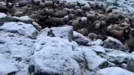 Kars'ta mayıs ayı sonunda büyük sürpriz! Doğadaki manzarayı görenler dondu kaldı
