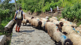 Giresun’dan 100'lerce koyun hep birlikte akına başladı! 7 gün boyunca sürecek