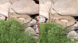 Hakkari'de 2 tane taşın arasından çıktı! Görenlerin yüreği ağzına geldi