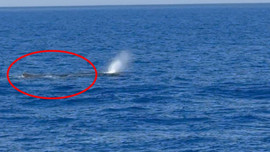 Dün Akdeniz'de ortaya çıkmıştı bugün Ege'de görüldü! Sadece 1 taneydi