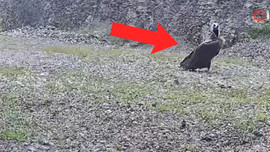 Bolu'da ortaya çıktı! Dünyanın en nadirlerinden biri! Üstelik 1 tane de değil 1,2,3,4,5 tane vardı