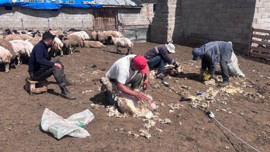 Erzincan'da 1000'lerce koyun aynı işlemden geçecek! Hiçbirinin kaçışı yok