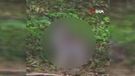 Kastamonu'da doğada 1 tanesi ortaya çıktı! Anadolu'da çok ender görülüyor