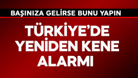 Türkiye'de kene alarmı! Başınıza gelirse hemen  bunu yapın