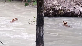 Munzur Nehri’nde  1 tanesi aniden nehrin içinde çıktı! Herkes hayrete düştü