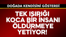 Tek ısırığı koca bir insanı öldürmeye yetiyor!  Doğada kendisini gösterdi
