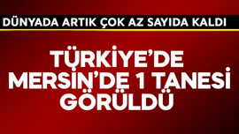Dünyada artık çok az sayıda kaldı! Türkiye'de Mersin'de 1 tanesi görüldü