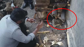 Hatay'da herkesin yaklaşmaya korktuğu deliye gözünü kırpmadan gitti! 2 tanesini oradan çekip aldı