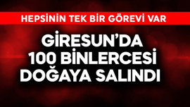 Giresun'da 100 binlercesi doğaya salındı! Hepsinin tek bir görevi var