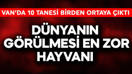 Dünyanın görülmesi en zor hayvanı! Van'da 10 tanesi bir anda ortaya çıktı