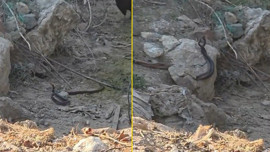 Kumluca'da doğada 2 tanesi bu hareketi yaparken görüldü! Sakın yaklaşmayın