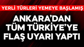 Ankara'dan tüm Türkiye'ye flaş uyarı yaptı! Yerli türleri yemeye başlamış
