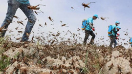 Hakkari'de 100'lercesi sıcak havayla birlikte istilaya geçti! Köylüler perişan halde
