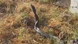 Diyarbakır'da sıcak havayla birlikte doğada ortaya çıktılar! Her 1'i devasa boyutta