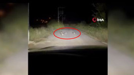 Karabük’te gece bir anda aracın önünde belirdi! Dünyanın en korkusuz yaratığı