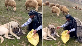 Sivas'ta koyunların yanındaki 1 tane kuzunun yanından bir an olsun ayrılmadı! İşin aslı herkesi ağlattı