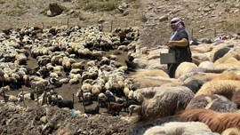 Hakkari'de 1000'lerce koyun tek tek aynı işlemden geçirilecek! 40 kilometre uzağa gidiyorlar