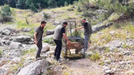 Ağır yaralı halde bulunmuştu! Yeniden doğaya salındı
