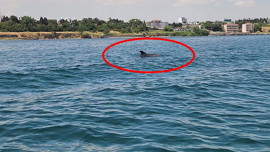 Marmara'nın sürpriz misafirleri! 2 tanesi teknenin yanında ortaya çıktı
