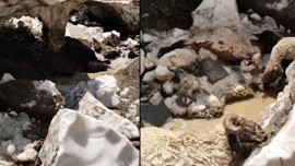 Hakkari'de 25 koyun acı içerisinde telef oldu!