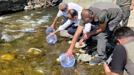 Kastamonu'da tam 15.000 tanesi doğaya bırakıldı! Saniyeler içinde dağılıp gittiler