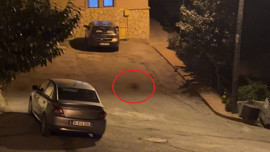 Samsun'da gece 22.00'dan sonra ortaya çıkmaya başladılar! İnsanlar evlerine çekilince görülüyorlar