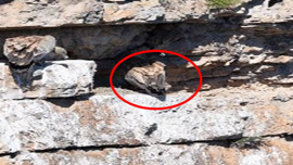 Artvin'de kayalıkların arasında ortaya çıktılar! Onları görmek çok ama çok zor