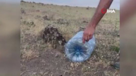 Iğdır'da yerleşim alanına kadar indi! Bidonun içinde zor zapt ettiler
