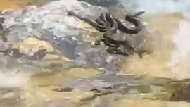 Bingöl'de sıcaktan bunalan yılanların yaptığı hareket hayrete düşürdü