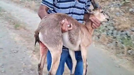 Elazığ'da doğada yaralı halde buldu! Hiç beklemeden 80 kiloluk hayvanı kucakladı