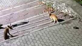 Bursa'da 3 tanesi bir araya geldi! Zor görülen anlar