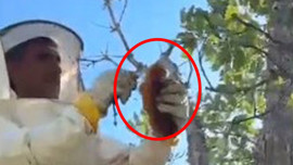 Elazığ’da ağacın gövdesinden çıktı! Tam 3 kilo, gözlerine inanamadılar