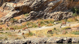 Elazığ’da sürü halinde ortaya çıktılar! 1 tanesine bile dokunmak büyük ceza getirir