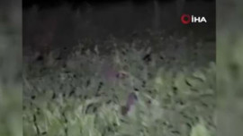 Erzincan'da 10'larcası istilaya başladı! Bu sefer fare değil sorun çok daha büyük