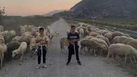 Aydın’da 100'lerce koyununu otlattığı sırada bir anda önünden siyah bir parıltı geçti! Fark ettiğinde inanamadı