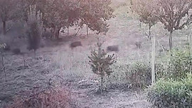 Malatya'da kayısı bahçesinde görüldüler! 1 tane 2 tane de değildi