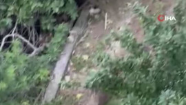 Düzce'de doğal ortamında aç kaldı! Bahçeye giren 1 tanesi büyük panik yaşattı